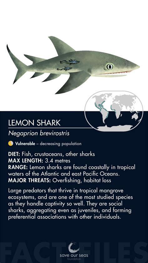 Lemon shark - Save Our Seas Foundation