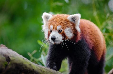 [19 September 2023] अंतर्राष्ट्रीय लाल पांडा दिवस (International Red Panda Day 2023)