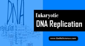 Eukaryotic DNA Replication and its Basic Mechanism