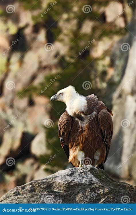 Griffon Vulture, Gyps Fulvus, Big Birds of Prey Sitting on the Stone, Rock Mountain, Nature ...