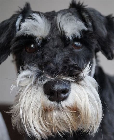 Dog Beard | Dog bearding, Daisy dog, Miniature schnauzer