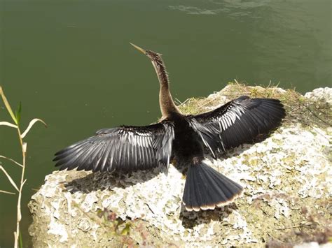 What Birds Swim Underwater? More Than You'd Think! - Jake's Nature Blog