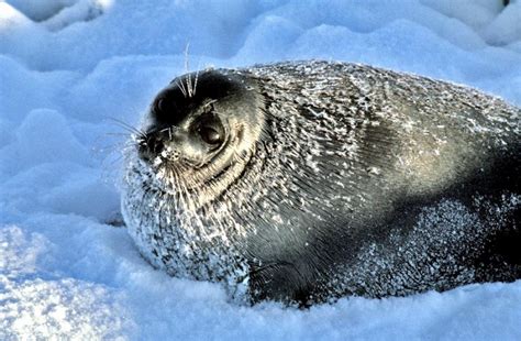 Baikal Seal – "OCEAN TREASURES" Memorial Library