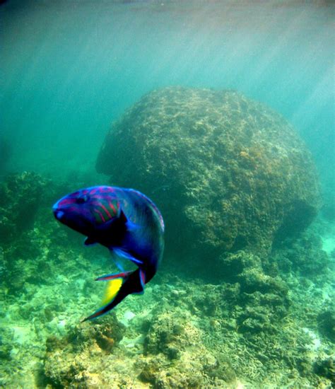 Snorkeling Photography tips – Snorkeling Thailand