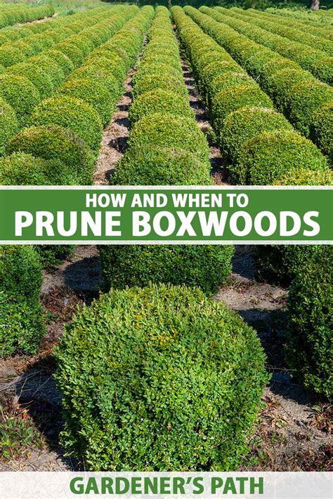 How and When to Prune Boxwood Shrubs | Gardener’s Path