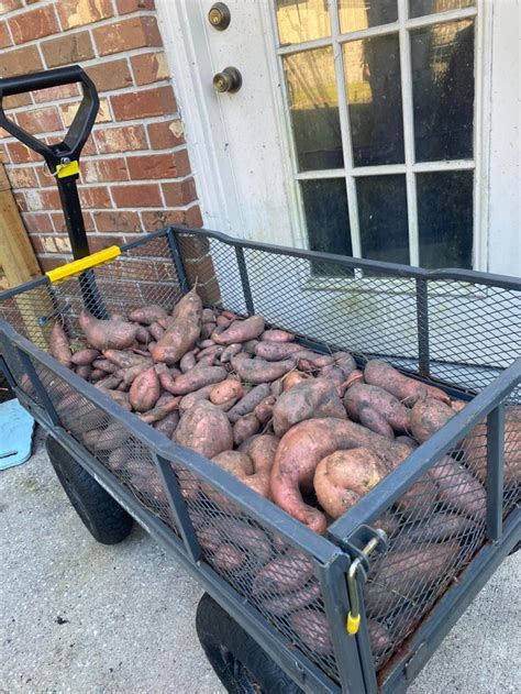 First sweet potato harvest : r/gardening