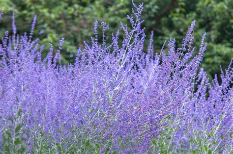 Russian Sage Tips for Landscapers | Blog | Arbor Valley Nursery