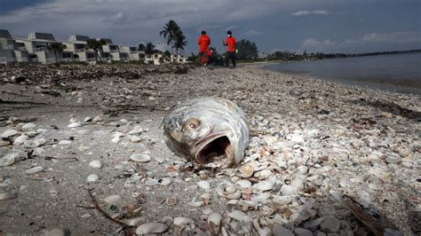 Red Tide prompts state of emergency in Florida