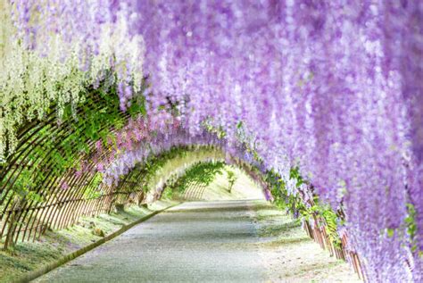 Wisteria Flower Tunnel in Japan’s Kawachi Fuji Garden: Photos and Facts That’ll Tempt You to ...