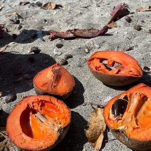 RARE Mamey Sapote Seeds - Etsy