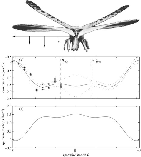 (a) Measured downwash velocity and fitted downwash distribution behind... | Download Scientific ...