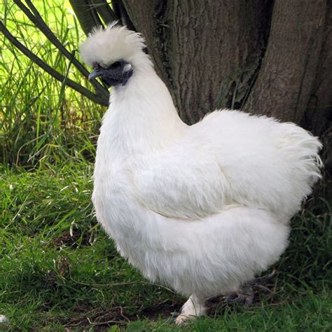 White Silkie Bantam Rooster