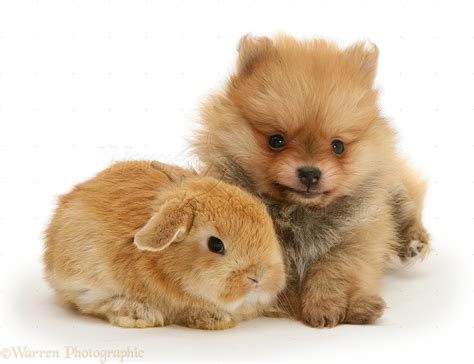 Pets: Pomeranian puppy and rabbit photo WP12725