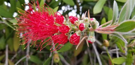 The way these bottle brush flowers unfurl: : r/mildlyinteresting