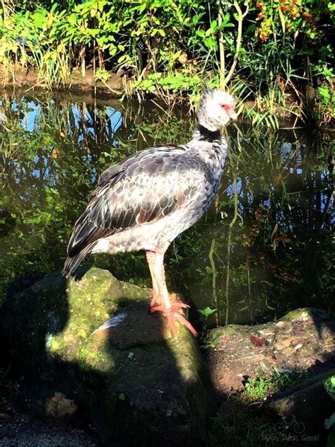 Rotterdam Zoo With Kids | Dutch Dutch Goose