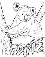 Coloring Page Koala  129 DXF Include sketch template