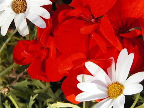 Free photo: Red and white flowers - Bloom, Flowers, Red - Free Download ...