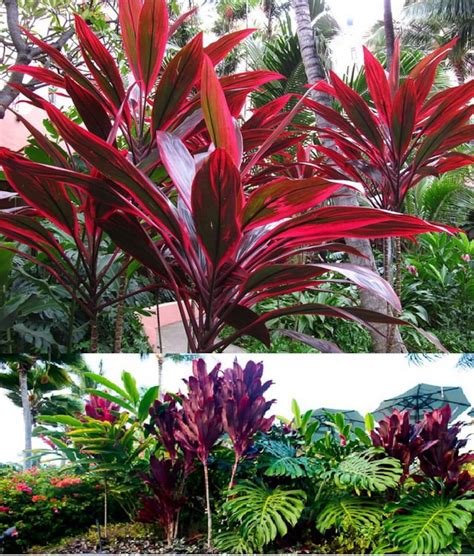 FROM HAWAII TI Plant Cutting Includes 2 cordyline Fruticosa Logs Tropical - Etsy