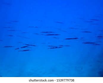 7 Needlefish Hawaii Images, Stock Photos, and Vectors | Shutterstock