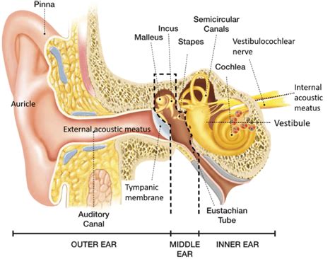 External Ear - Auricle and External acoustic meatus