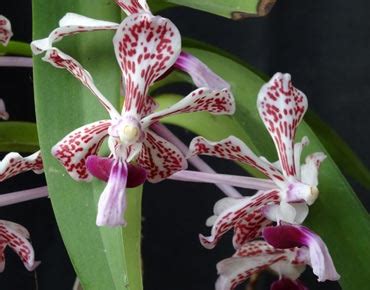 Vanda orchid care >> Orchids-care.info