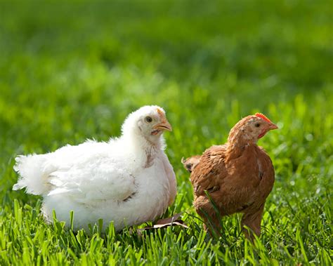 Cornish Cross Chickens vs Red Ranger Chickens - Backyard Poultry