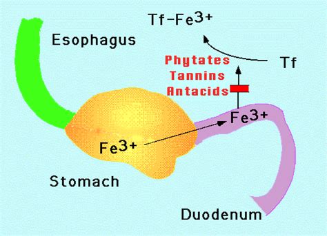 Medicine and Exam :-): Importance of iron regulation- Excretion