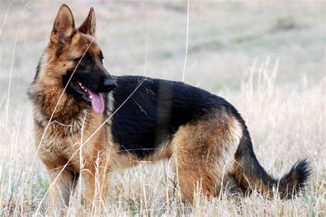 3 Common German Shepherd Tail Problems To Be Aware Of