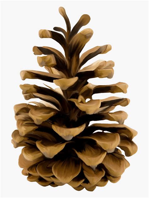 Pine Cone Illustration - Pinecone Clipart , Free Transparent Clipart - ClipartKey