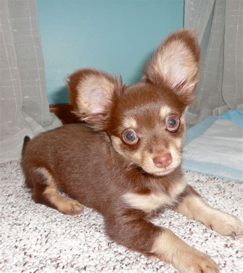 a small brown dog laying on top of a bed