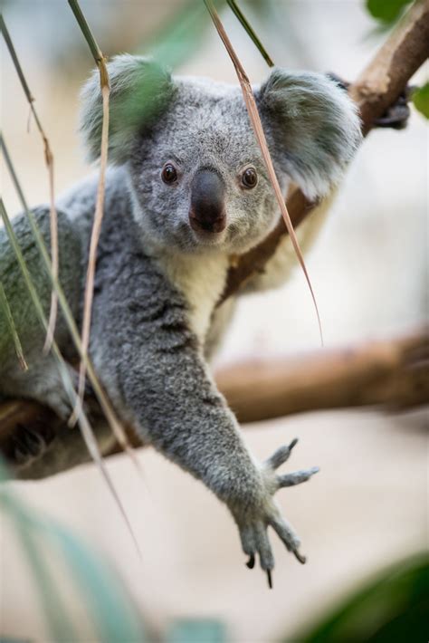 Should You Cuddle a Koala? | Moon Travel Guides