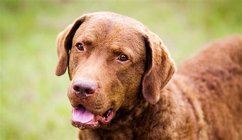 Chesapeake Bay Retriever - Puppy Area