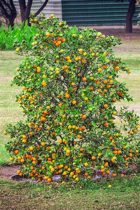 How to Grow Dwarf Citrus Trees | Gardener’s Path