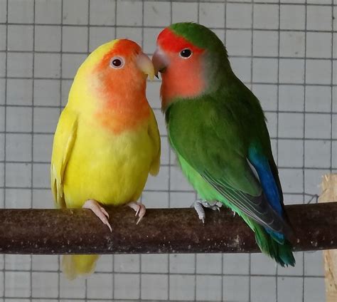 Peach-Faced Lovebirds ............... Lutino Variant on Left (Agapornis roseicollis var. lutino ...