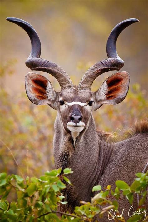 A majestic male kudu Copyright © 2013 Chad Cocking — at Motswari Private Game Reserve. | African ...