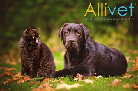 Preventing Animal Cruelty - Allivet Pet Care Blog