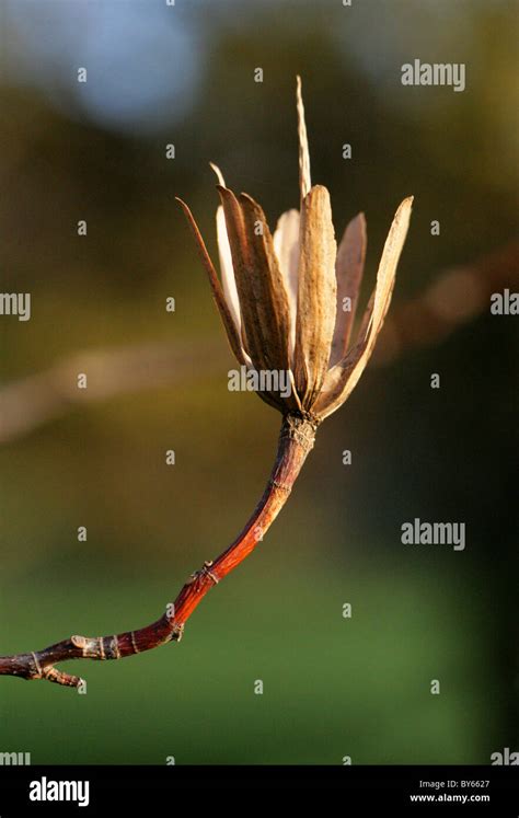 Tulip Tree Seeds