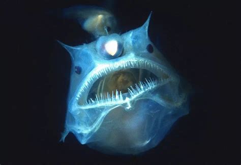 Pin by Spencer M on Deep Water | Scary fish, Deep sea creatures, Scary sea creatures