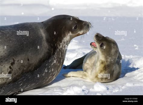 Leopard seal pup hi-res stock photography and images - Alamy