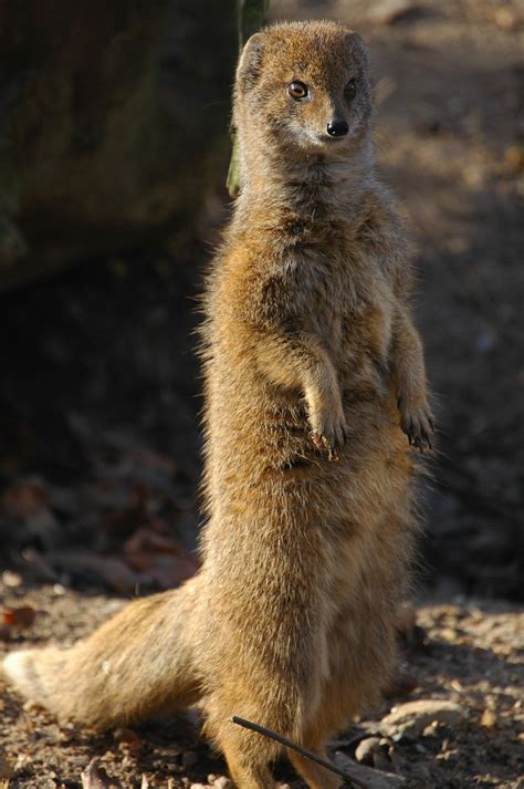 Free Yellow Mongoose Stock Photo - FreeImages.com