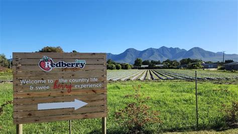 Redberry Farm George: Things to do at this Unique Destination - New Places To Go