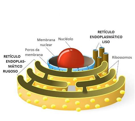 Retículo Endoplasmático Liso e Rugoso | Procariontes, Celula ...