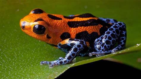 Image result for frog pictures | Rainforest animals, Dart frog, Poison ...