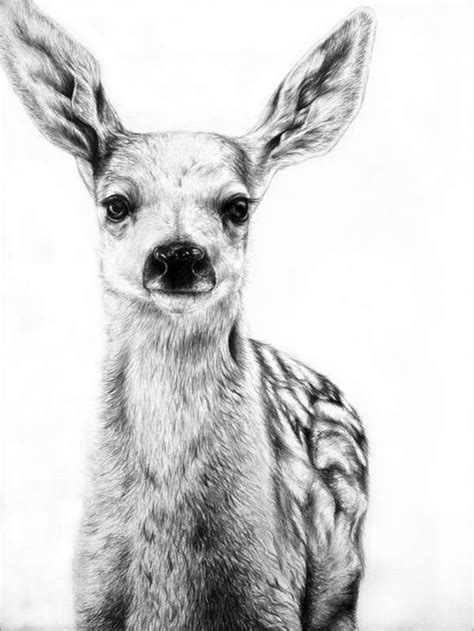 50+ Easy Pencil Drawings of Animals That Look So Realistic