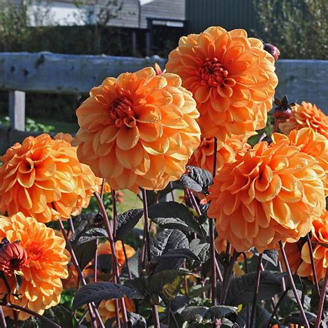 Orange Dahlia Bouquet