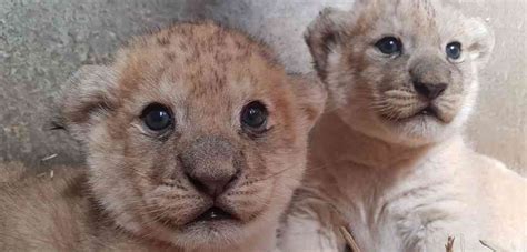 Roar-some news! Two African lion cubs born | Woburn Safari Park