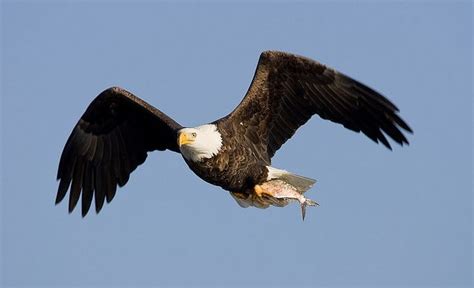 10,000 Birds Bird Litigation: Sonoran Desert Bald Eagle - 10,000 Birds