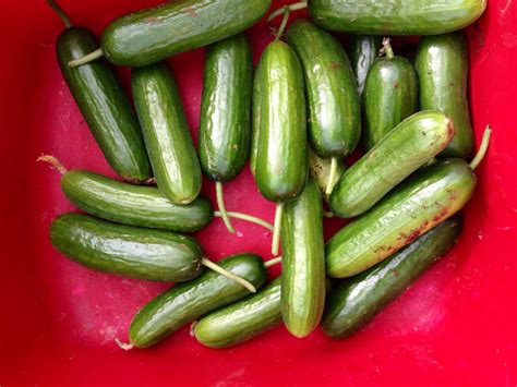 Pin by Jari S.K. Sugano on 2014 Persian cucumber trial #2 | Cucumber, Persian cucumber, Vegetables