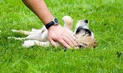 10 Small Dog Training Tips | Animal Planet