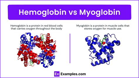 Hemoglobin vs Myoglobin - Difference Explained with Structure & Function